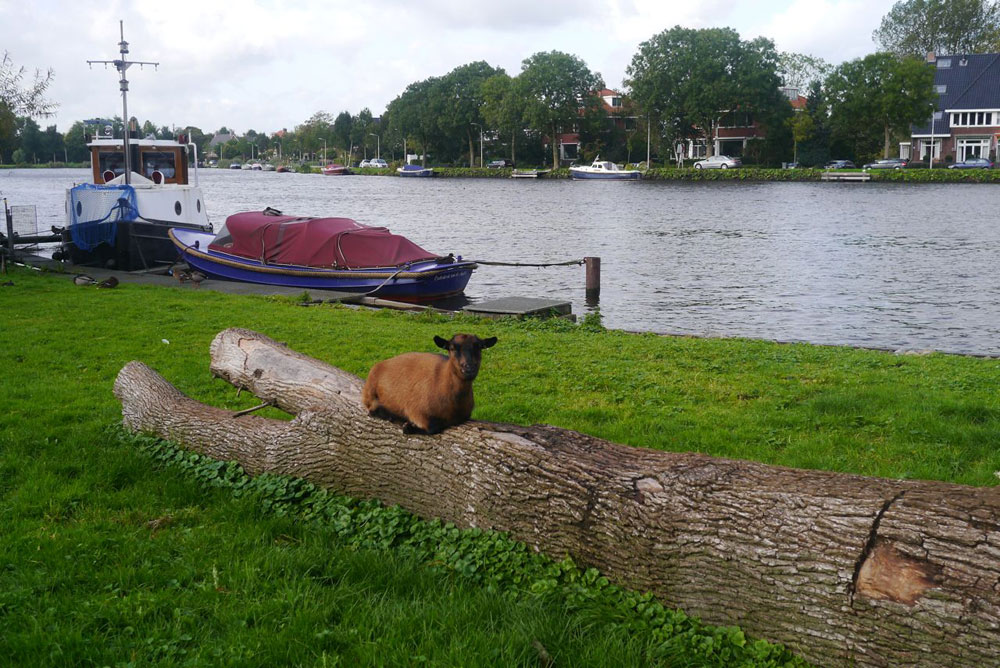 It's a goat... on a log 